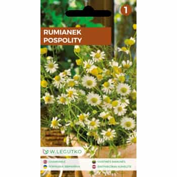 Legutko Common Chamomile - annual plant for garden cultivation 2