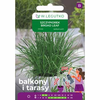 Legutko Chives Broad Leaf - broad-leaved, perennial for cultivation 2
