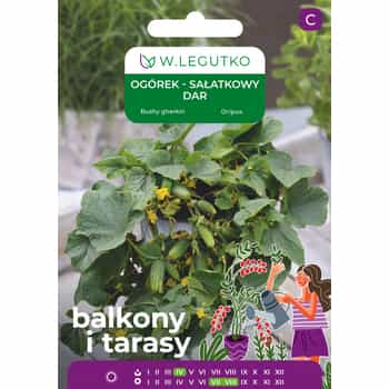 Cucumber Field Salad Dar - ideal for pot growing 2