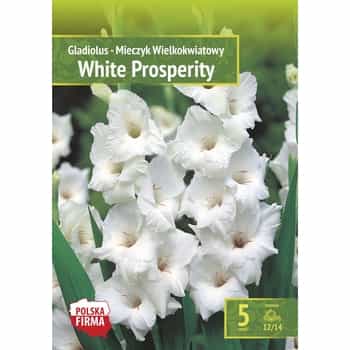 Gladiolus White Prosperity - elegance of white flowers in your garden 2