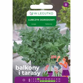 Legutko Garden Lovage - aromatic spice for your kitchen 2