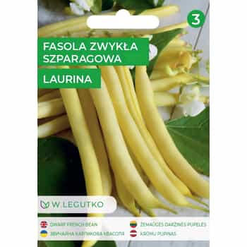 Green Bean Laurina - medium-early, ideal for processing 2