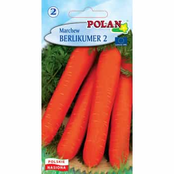 Berlikumer Polan Carrot - late variety ideal for storage 2
