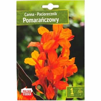 Canna Orange Benex - Exotic accent in your garden 2