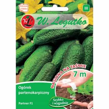 Cucumber Partenoka - Seeds on tape - easy cultivation 2