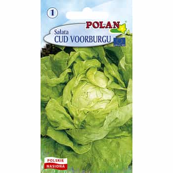 Butterhead Lettuce Wonder of Voorburg - fresh and crisp, perfect for salads 2