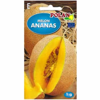 Pineapple Melon - sweet and refreshing summer fruit 2