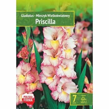 Gladiolus Priscilla Benex - garden flowers in pastel colors 2