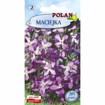 Maciejka Polan - summer evening scent in your garden 2