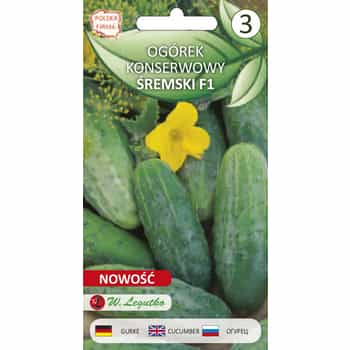 Legutko Field cucumber Śrem F1 - ideal for pickling 2