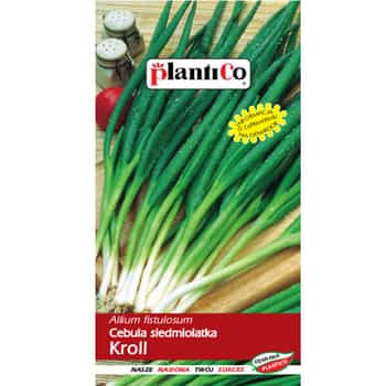 PlantiCo Perennial onion Kroll - perennial, mild taste 2