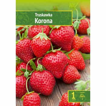 Strawberry Korona - Dessert variety ideal for garden cultivation 2