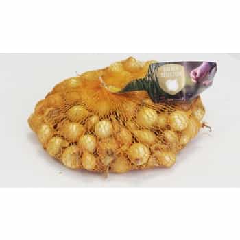 Wolska Shallot - ideal for growing chives 2