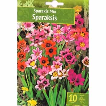 Sparaxis Mix Benex - Flower mix ideal for garden 2