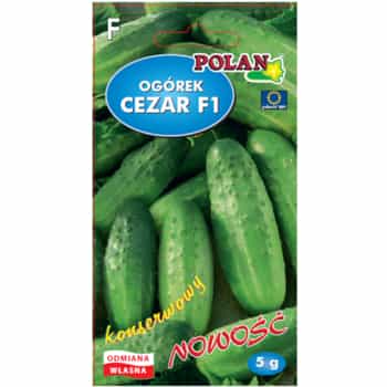 PlantiCo Cucumber Cezar F1 - seeds ideal for your garden 2