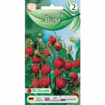 Legutko Regina Strawberry - Seeds - prolific variety for your garden 2
