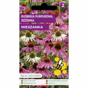 Rudbeckia Purple Coneflower - perennial for your garden 2