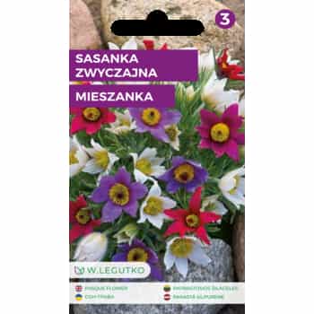 Pasque Flower - Ornamental perennial plant for your garden 2