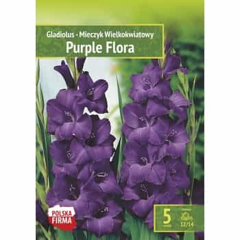 Gladiolus Purple Flora Benex - Purple Accent in Your Garden 2
