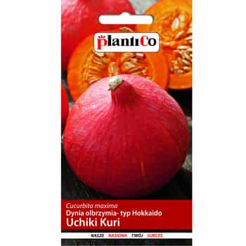 PlantiCo Pumpkin Uchiki Kuri - Japanese Hokkaido variety 2