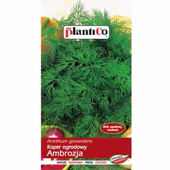 PlantiCo Garden dill Ambrozja - aromatic addition to your kitchen 2