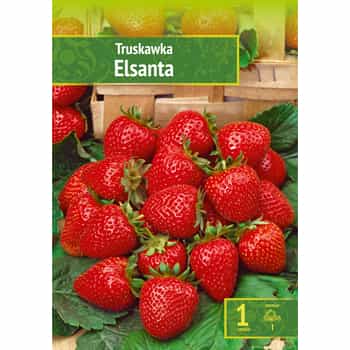 Elsanta Strawberry - fresh summer fruit 2