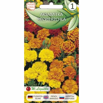 Spreading Marigold - Seeds for annual flowers ideal for the garden 2