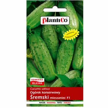 Pickling cucumber Śremski F1 - ideal for pickling 2