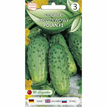 Legutko Field cucumber Polan - ideal for preserves 2