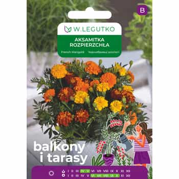 Legutko Aksamitka Bonanza - Flower seeds 2