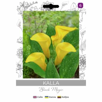 Calla Black Magic - Elegant potted plant for your home 2