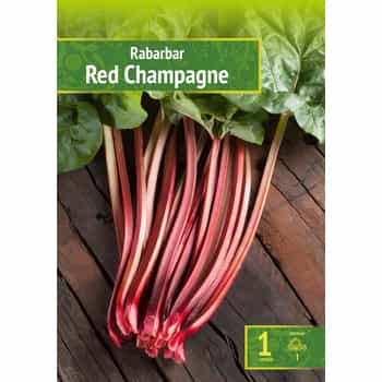 Rhubarb Red Champagne - fresh rhizome for growing in your garden 2