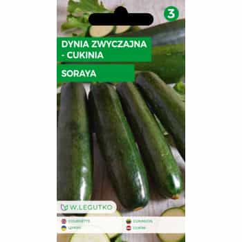 Common Pumpkin Zucchini Soraya - early variety for your garden 2