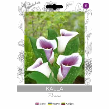 White Calla Bulbs - create an elegant garden in your home 2