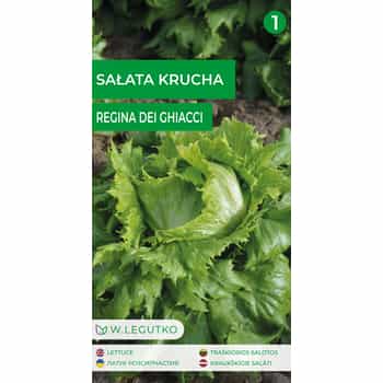 Crisphead lettuce Regina - fresh and crisp, ideal for salads 2