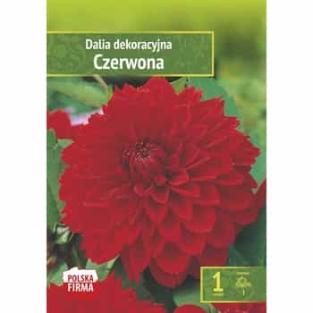 Decorative red dahlia - a gem for every garden 2