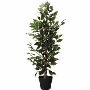 Ficus in a pot 95 cm - perfect addition to your home 2