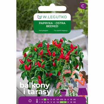 Hot Pepper Beered - early variety for growing in pots 2