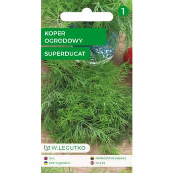 Legutko Dill Superdukat - early variety for your garden 2