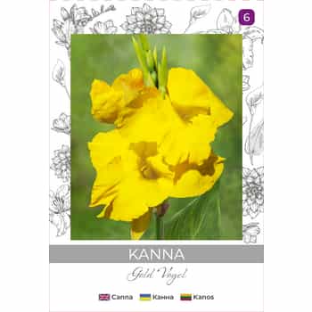 Canna Gold Vogel - Perennial plant for your garden 2