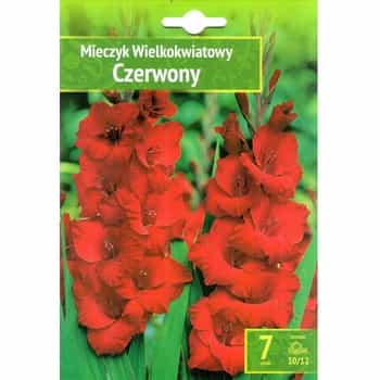 Gladiolus red Benex - flowers for the garden 2