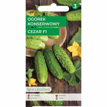 Pickling cucumber Cezar F1 - ideal for pickling 2