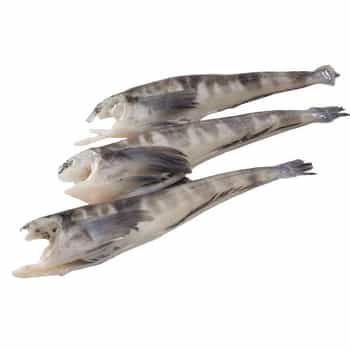 RBH Kerguelen cod - fresh fish from the Indian Ocean 2