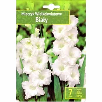 Gladiolus White Benex - Elegance in Your Garden 2
