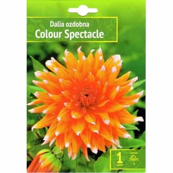 Dahlia Colour Spectacle Benex - Spectacular decoration for your garden 2