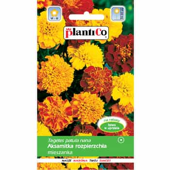 PlantiCo Dwarf Marigold - Color mix for your garden 2