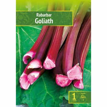 Rhubarb Goliath - Rhubarb Plant for Your Garden 2