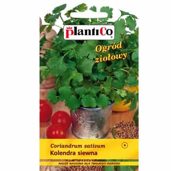 PlantiCo Coriander - aromatic herb for your kitchen 2