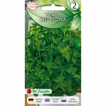 Legutko Peppermint - perennial plant for drying 2