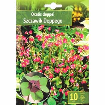 Oxalis Deppei Benex - ornamental bulbous plant for your garden 2